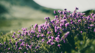 13 mejores ingredientes cómo hacer crecer el cabello y reducir la caída