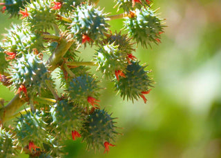 para que sirve el aceite de ricino para el pelo